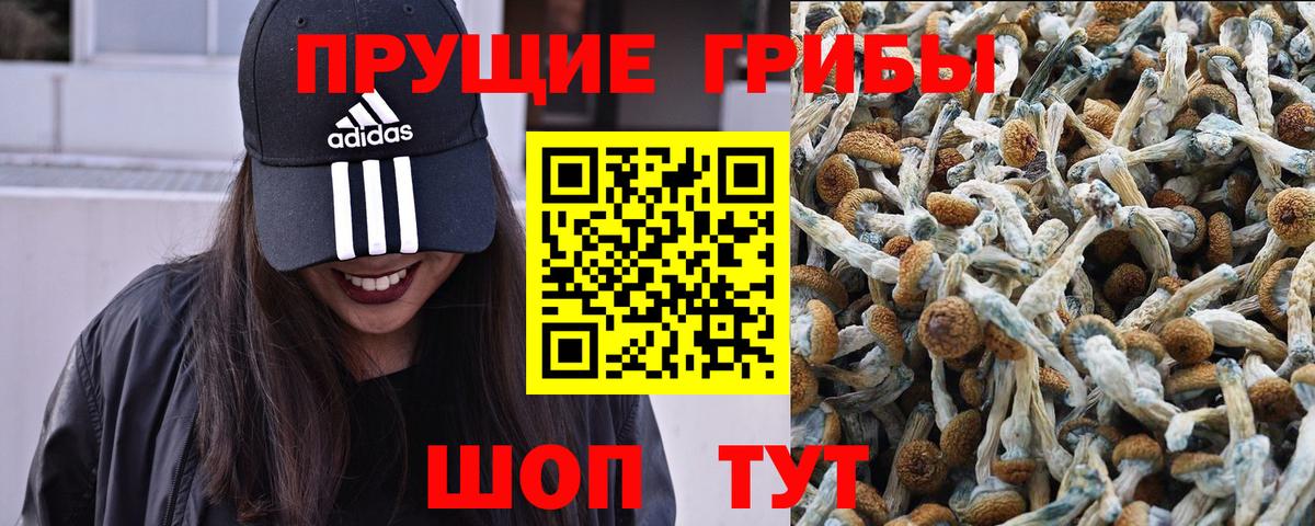 где найти наркотики  Вход с VPN  Зеленодольск  Псилоцибиновые грибы мицелий  Галлюциногенные грибы Psilocybe 